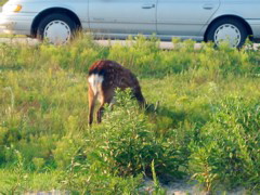 IMG_2173.JPG