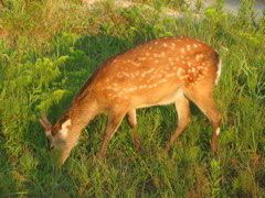 IMG_2174.JPG
