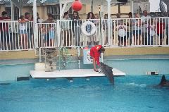 Dolphin_03